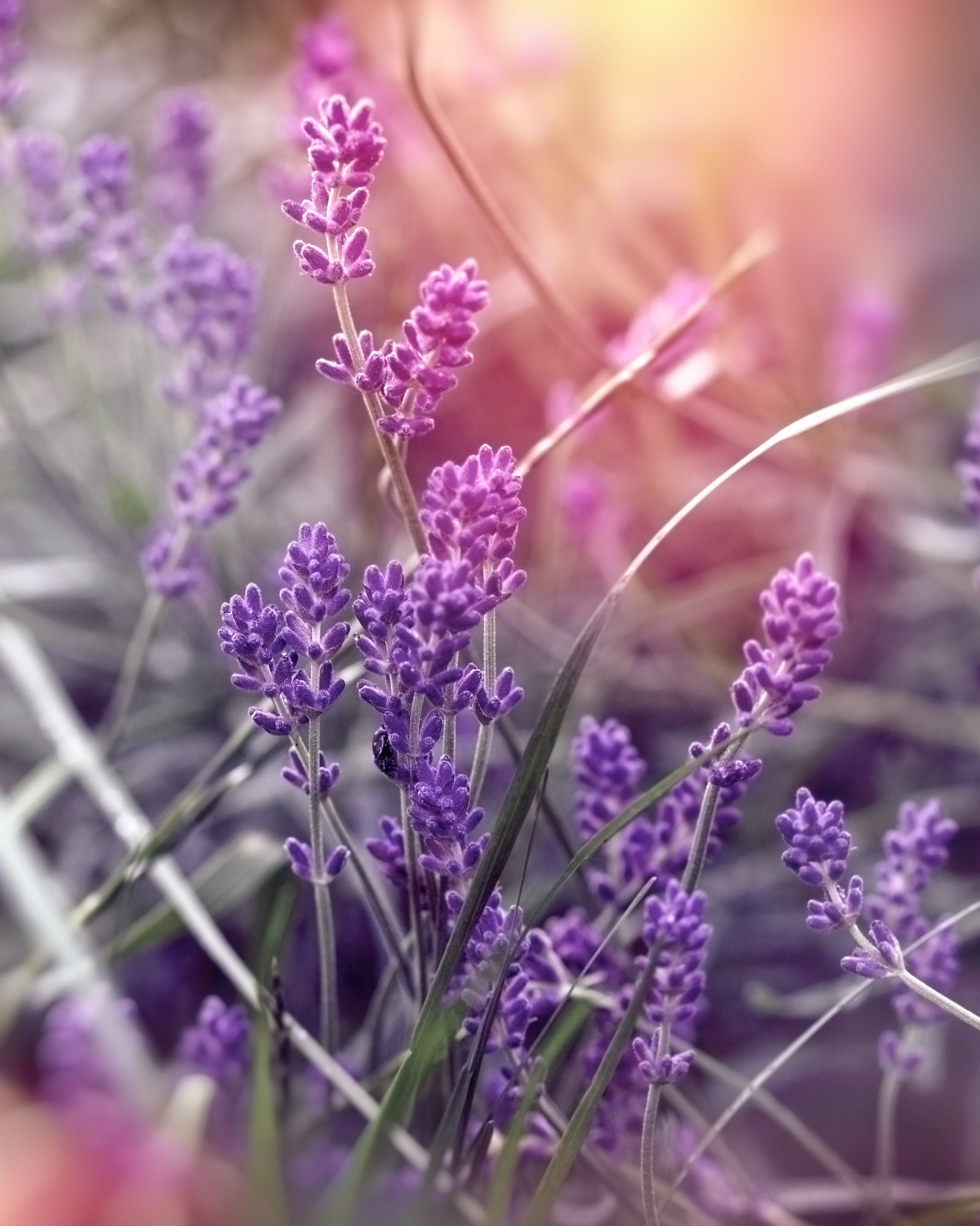 Lavender Balsamic Vinegar