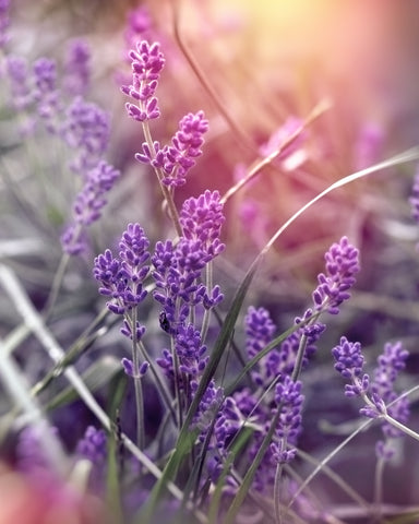 Lavender Balsamic Vinegar