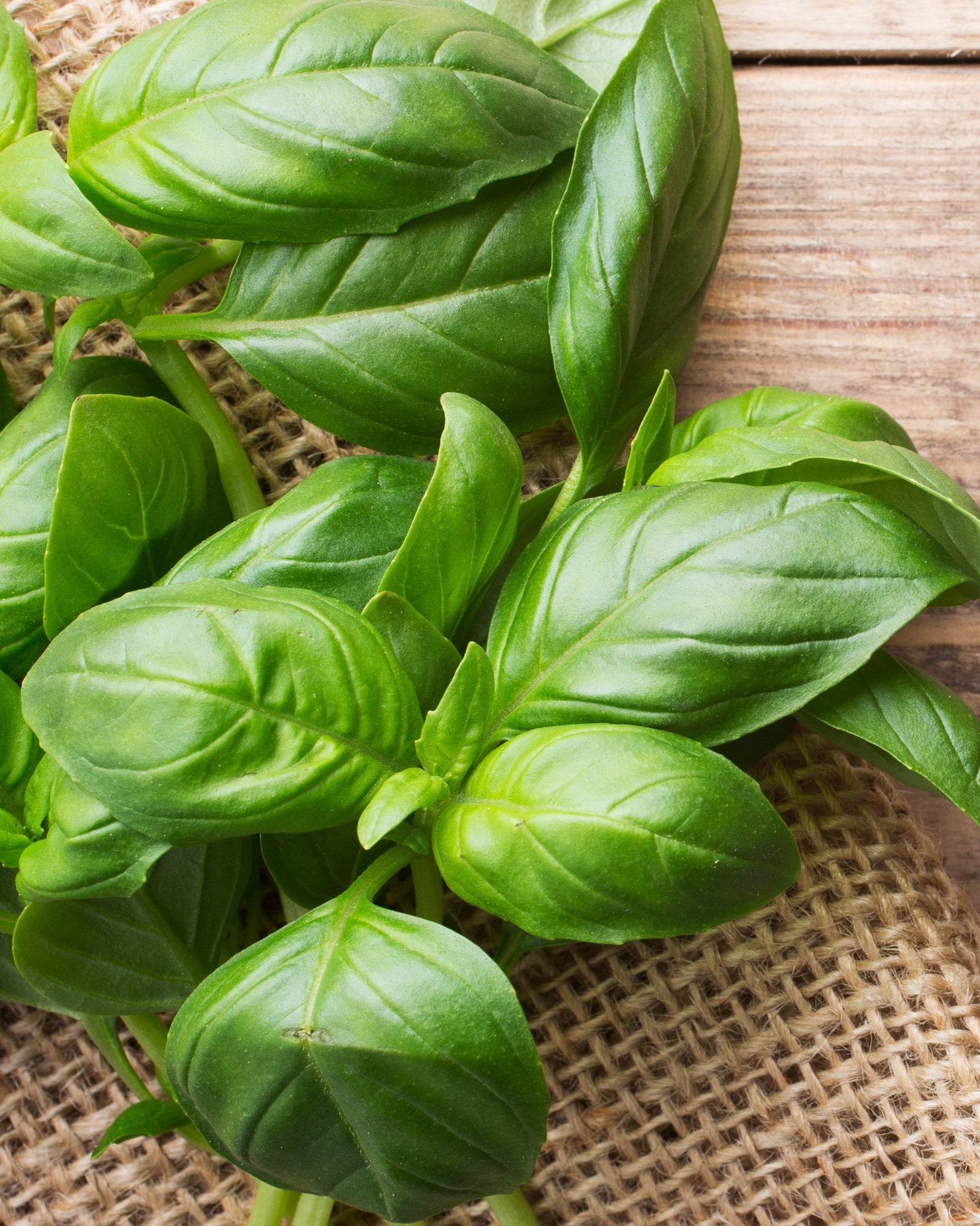 Basil Olive Oil